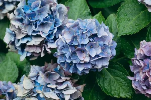 梅雨の紫陽花の写真