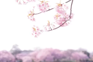 春の桜の写真