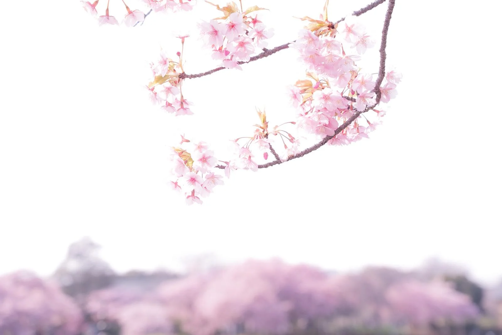春の桜の写真